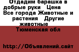 Отдадим барашка в добрые руки › Цена ­ 1 - Все города Животные и растения » Другие животные   . Тюменская обл.